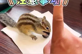 养宠物松鼠注意这些安全！#万物可爱计划
