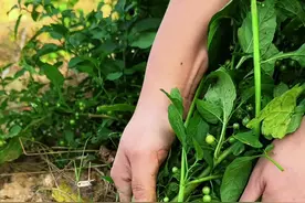 龙葵根是指植物龙葵的根茎，村里人采挖回来晾晒。#植物科普 #三农 #我的乡村生活