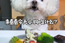 来看看小狗今天吃什么？#汪祝你新年快乐 #万物可爱计划 #我家宝贝过新年视频封面