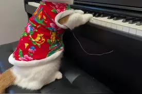 起猛了看见猫弹钢琴了 #猫猫卖艺 #一本正经乱弹琴 #这猫有点子技术在身上视频封面