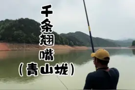 用玉米野钓翘嘴，找到了鱼分布的水层，也能实现连杆#钓鱼人的惊喜永远在下一条鱼 #春季野钓 #2025dou来钓鱼 #鱼栖林钢七鲢#钓鲢鳙用钢七鲢