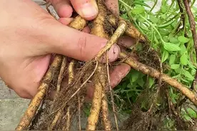 这种与人参相似的植物叫雾水葛，又名糯米藤，糯米草等。你认识它吗？#三农