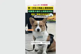 #第一次在小狗脸上看到班味 #柯基警犬福仔 上班前后对比 来源@动物管理局局长（福仔原主人）