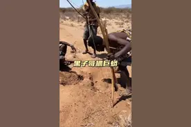 黑子哥抓巨蟒 胆大包天的黑子哥竟然徒手去抓巨蟒巢穴#巨蟒 #原始部落 #神奇动物在抖音 #纪录片解说 #野生动物零距离