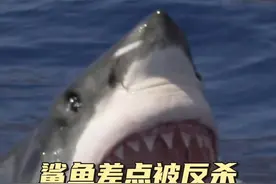 鳄鱼斗鲨鱼 死去的鳄鱼差点带走了鲨鱼#神奇动物在抖音 #神奇动物 #动物世界 #海洋生物 #奇闻奇事视频封面