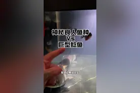 吃人鱼vs巨鲶 #鲶鱼 #食人鱼 #猛鱼 弱肉强食，适者生存