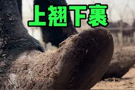 长卧不起必有因！ 毛驴被蹄子折磨的不敢站立，一双鞋上翘下裹，一双鞋卷双层，日渐消瘦幸好及时修蹄，这下得劲了#农村生活 #毛驴修蹄 #三农 #解压 #新农人计划2025视频封面