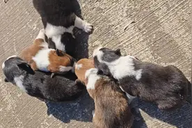 柯基宝宝有偿领养 柯基宝宝待领养#安吉 #柯基 #柯基小短腿视频封面