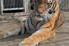 东北虎相亲现场，一言不合就打架！#动物园#东北虎视频封面