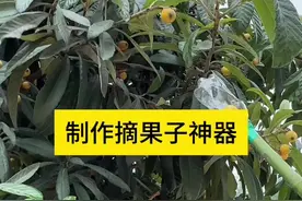 制作摘果子神器 #生活小技巧 #生活小技巧小窍门 #生活小妙招