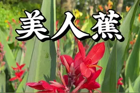常长在水边的美人蕉，品种多样花色各异，没想到种子非常圆润，而且坚硬，可以做串。你那里的美人蕉开花了吗？#美人蕉#粉美人蕉#兰花美人蕉 #春日盛放 #自然奇境科普季