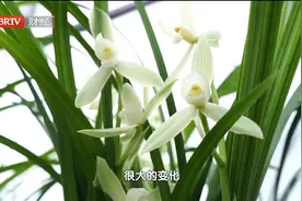 中山公园举办兰花展，江南特有品种组团北上#兰花#兰花展视频封面