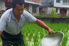 这个大叔抓泥鳅，一抓一个准#泥鳅 #神操作