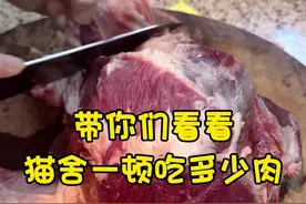 猫猫世界 #雪mm布偶猫 #生骨肉喂养 #主打的就是一个真实