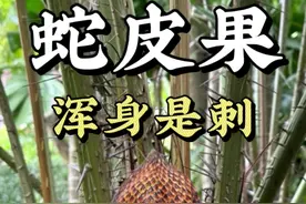 蛇年第一天，来看看蛇皮果树长什么样吧！蛇皮果是棕榈科，全身布满尖刺，非常独特，果子味道也很特别，你喜欢吗？#新年快乐 #蛇年大吉 #蛇皮果#热带水果 #新年第一天给大家拜年啦视频封面