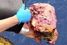 记录船员生活 船上牛肉全部喂鱼#万万想不到 #航海 #鱼视频封面