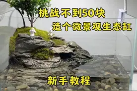 不到五十元，教你打造微景观水陆缸 #原生造景 #植物造景微景观 #玻璃中的大自然 #生活美学