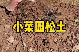翻土晾晒一天后进行松土！#我的小菜园 #记录我的种植生活 #松土 #开荒种地 #新农人计划视频封面