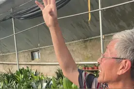 君子兰喜晒还是喜阴 君子兰喜晒还是喜阴#君子兰 #君子兰养殖经验分享 #爱生活爱养花 #抖音助农 #沈阳市振勇君子兰花卉园视频封面