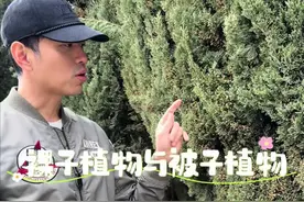 三四月的春天：裸子植物花粉攻击，被子植物杨柳絮飘散……花粉和花絮，谁才是春天让你最头疼的？ #杨柳絮 #花粉过敏 #春天  #闲人请进 #大有学问