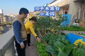 老同学一家在30平米的露台种菜，15公分厚的土，实现蔬菜自足视频封面