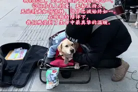 一条忠诚的狗会永远记得主人的恩惠，并且用一生的陪伴和守护来回报。#狗狗视频封面