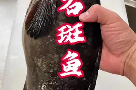 石斑鱼，养殖的，好像叫老虎斑，还是龙胆石斑，南方鱼，在我们北方这边养殖的，没吃过尝一尝，确实挺好吃的，应该是20左右一斤。#石斑鱼 #龙胆石斑 #老虎斑