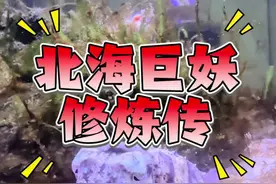 克苏鲁培养计划：能否通过让乌贼疯狂吞噬，培养出人造北海巨妖！ #诺亚方缸 #乌贼 #北海巨妖