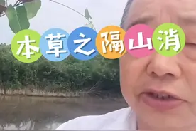 隔山消又名：白首乌，草质藤本。肉质根近纺锤形，长约10cm，径约2cm，灰褐色。茎被单列毛。叶对生；叶片薄纸质，卵形，长5-6cm，宽2-4cm，先端短渐尖，基部耳状心形，两面被微柔毛；基脉3-4条，放射状，侧脉4对。近伞房状聚伞花序半球形，有花15-20朵，花序梗被单列毛；花萼外面被柔毛；花冠淡黄色，辐状，裂片长圆形，外面无毛，内面被长柔毛；副花冠裂片近四方形，比合蕊柱短，先端截形，基部紧狭；花粉块每室1个，长圆形，下垂，花柱细长，柱状略突起。蓇葖果单生，披针形，长达12cm，直径约1cm。种子卵形，顶端具长约2cm的白色绢质种毛。花期5-9月，果期7-10月。#识百草 #大自然的馈赠