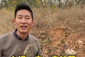 小时候最讨厌的植物之一:鬼针草，居然有着“金盏银盘”这么好听的别名，你们那边怎么叫它呢？#鬼针草 #小时候的回忆视频封面