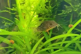 养了两年多的鱼缸，保持稳定的生态循环，空闲加点水喂喂鱼虾！#生态缸 #古法养鱼 #养鱼日志 #水族爱好者 #鱼缸里的大自然视频封面