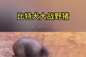 比特犬和野猪相遇到底谁更厉害呢？#神奇的动物在抖音 #比特犬 #野猪视频封面