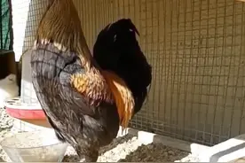 不同国家鸡打鸣 #鸡打鸣
