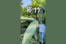 南方包粽子常用的箬竹叶，比一般的竹子叶子宽大，竹竿比较细，可以用来做筷子，竹笋也可以吃，有吃过的朋友分享一下味道吧！#箬竹叶 #箬竹粽叶 #天竺筷  #箬竹 #包粽子的叶子视频封面