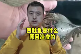 凹肚鱼是什么原因造成的 #自然奇境科普季 #知识前沿派对 #凹肚鱼