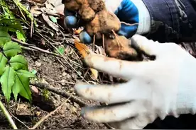 #新农人计划 #我的农村生活 ，黄精你们哪里有吗？@小跟班 @谭希望视频封面