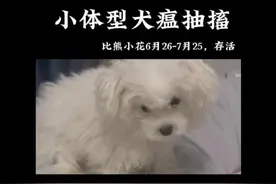 比熊犬瘟热神经抽搐该怎么治疗的优劣势