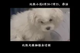 比熊犬瘟热神经抽搐该怎么治疗的优劣势视频封面
