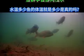 水温多少鱼的体温就是多少是真的吗？ #了解冬季的鱼#探索冬季鱼群 #水下探鱼视频 #户外探鱼 #户外贾鹏