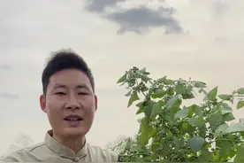 有小毒的龙葵。 龙葵最主要的价值就是全株含有多种生物碱，加热水煎后毒性就解了。另外龙葵在云南地区叫白花菜，是被当作一种优质野菜来吃的。#龙葵 #黑天天 #你的家乡有这种植物吗