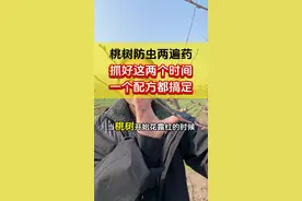 桃树防虫两遍药 抓好这两个时间一个配方都搞定 #桃树管理 #蚜虫防治 #果树管理 #虫害防治 #果园管理视频封面