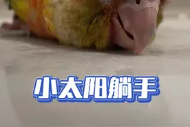 小太阳鹦鹉躺手训练！ 你们要的小太阳躺手！#鹦鹉 #鹦鹉小白 #手养鸟日常 #训鸟高手 #手养鹦鹉