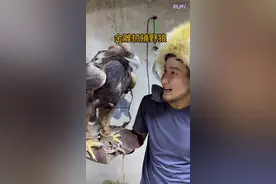 金雕抓捕偷羊的野狼 #野生动物零距离 #金雕