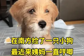 小多米和隔壁村小狗私奔了#小土狗 #愿每个小狗都能遇见好的主人视频封面