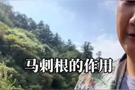 吃马刺根有什么作用？ #马刺根视频封面