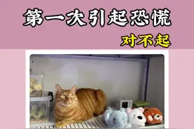 我们和所有宠物主人一样，只是爱的比较“冷门” #猫咪 #爬宠 #异宠