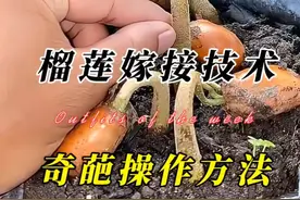 榴莲种子种植20天左右，生出来的胚芽可以简单化奇葩嫁接 #嫁接技术 #来抖音学农技 #创作灵感 #内容启发搜索 #榴莲视频封面