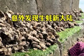 海岛活汛大潮，海边又有什么意外一喜#赶海 #海边生活 #生蚝🦪 #2025新农人计划视频封面