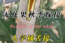 无花果树在秋季9月嫁接可采取的嫁接方法 #嫁接教程 #嫁接技术 #三农 #来抖音学农技 #内容启发搜索视频封面