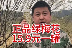 绿萼梅产新 今年刚刚产新的绿梅花，搭配玫瑰花一起泡水喝，姐姐阿姨一定要喝起来。#绿萼梅#白梅花视频封面